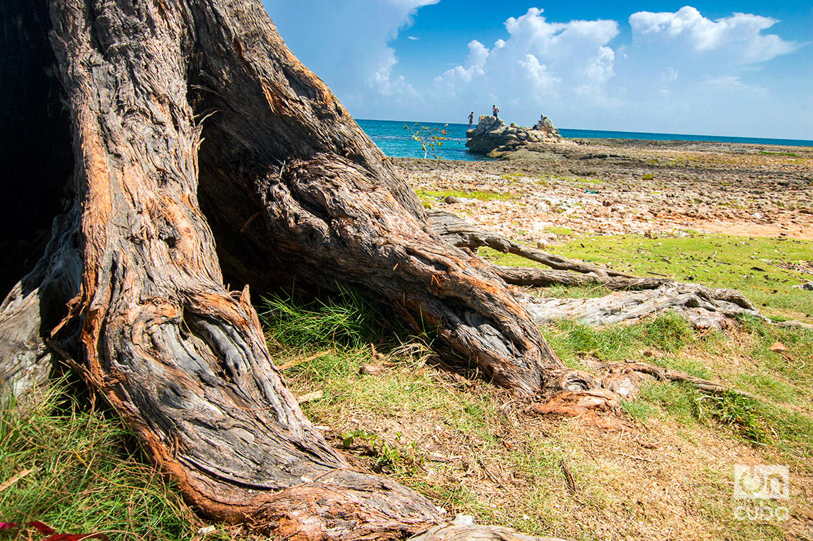 Aún existen frondosos pinos en la playa de Bacuranao en Celimar, La Habana del Este. Foto: Otmaro Rodríguez.